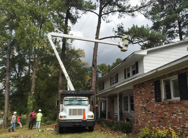 How Our Tree Care Process Works  in  George Mason, VA