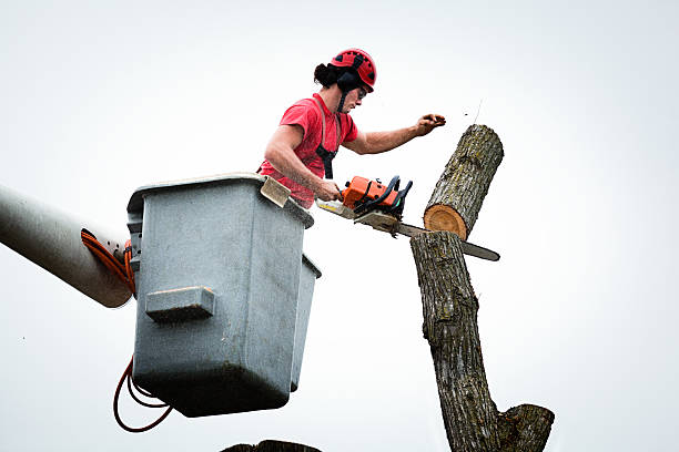 Leaf Removal in George Mason, VA